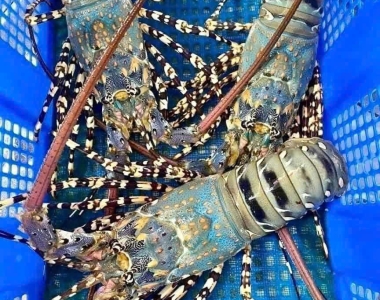 Hải Sản Tươi Sống Huy Đen Xuyên Mộc: Thiên Đường Hải Sản Tươi Ngon Nhất Vũng Tàu – Xuyên Mộc