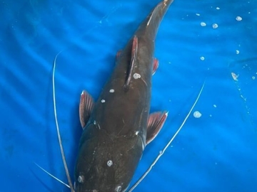 Cá lăng