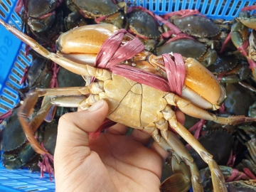 Cua biển Thịt