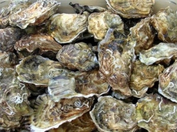 Hào