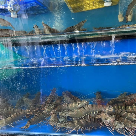 Tôm sú sống