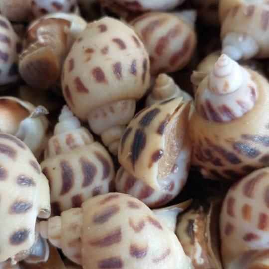 Ốc hương