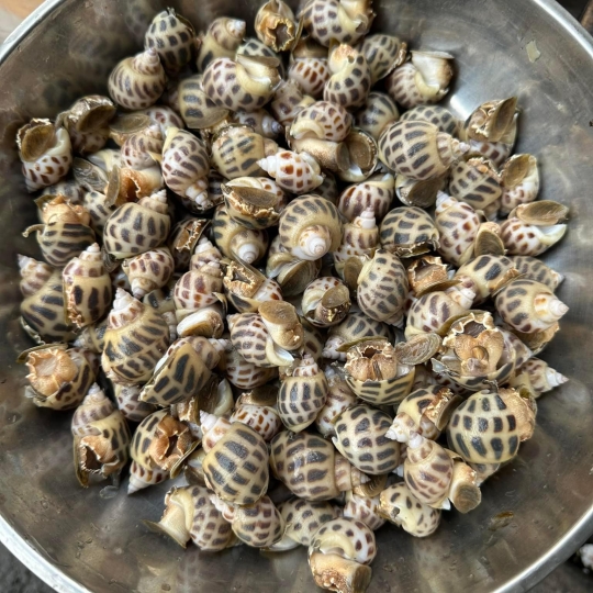 Ốc hương