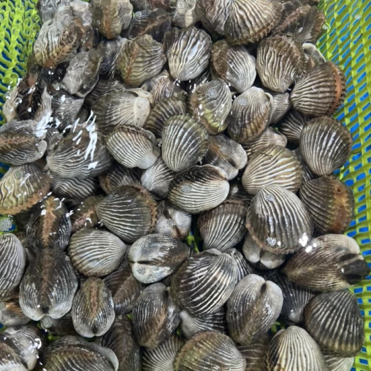 Sò huyết