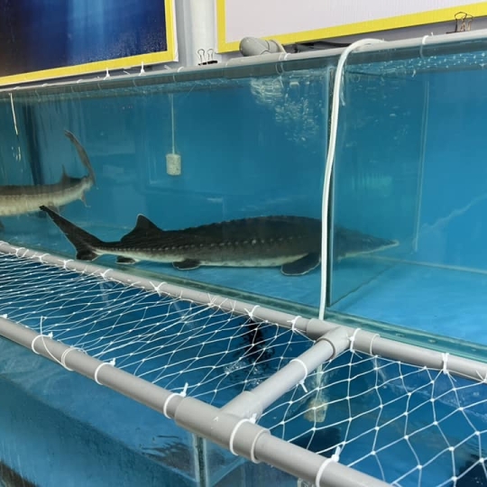 Cá tầm