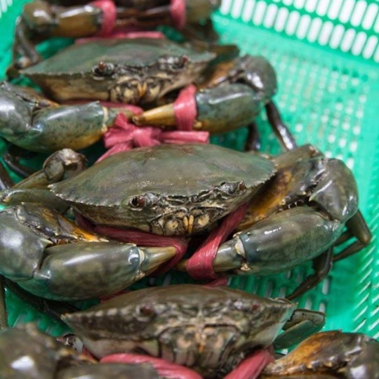 Cua biển Thịt