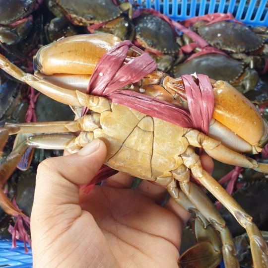 Cua biển Thịt