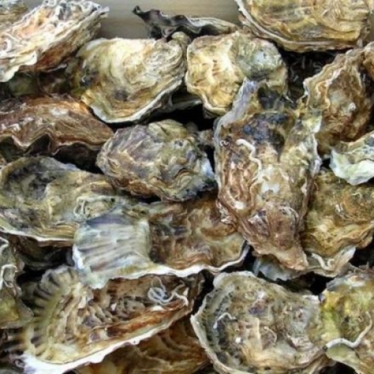 Hào