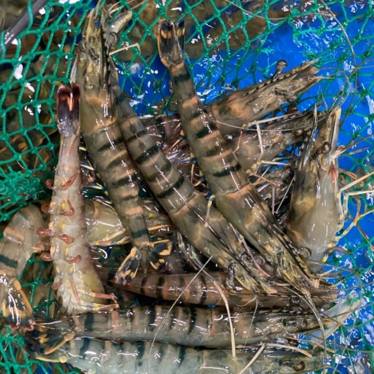 Tôm sú sống